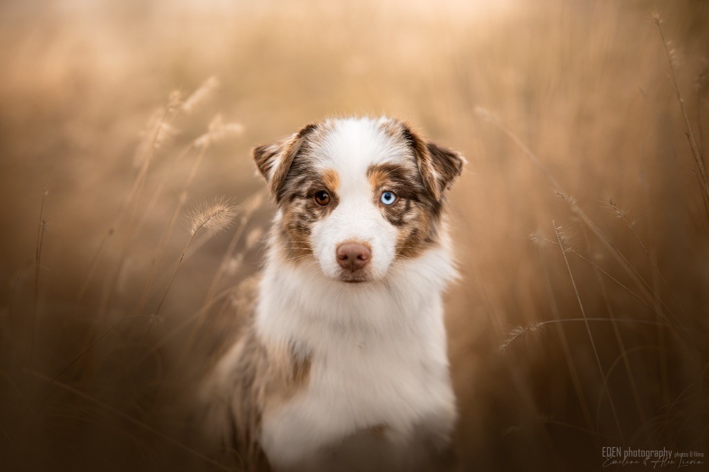 stellar's Sunny delight