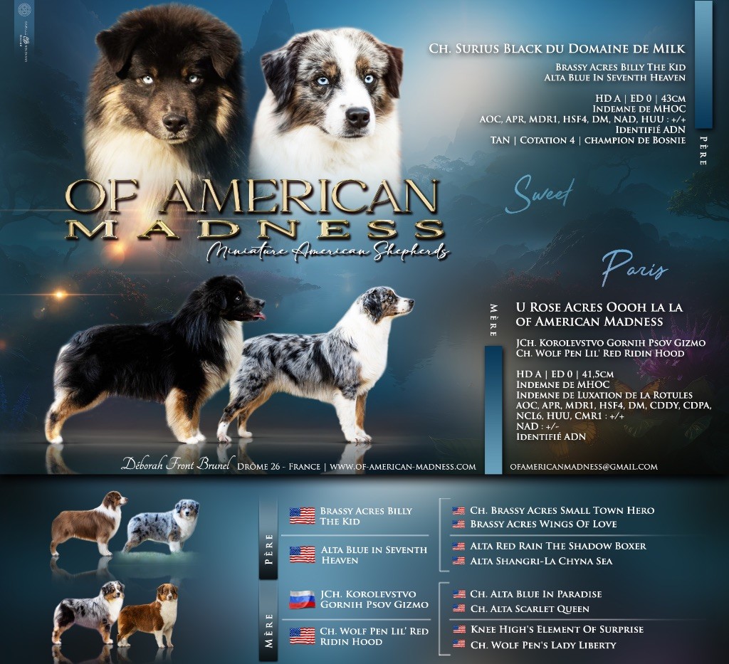 Chiot Berger Américain Miniature Of American Madness